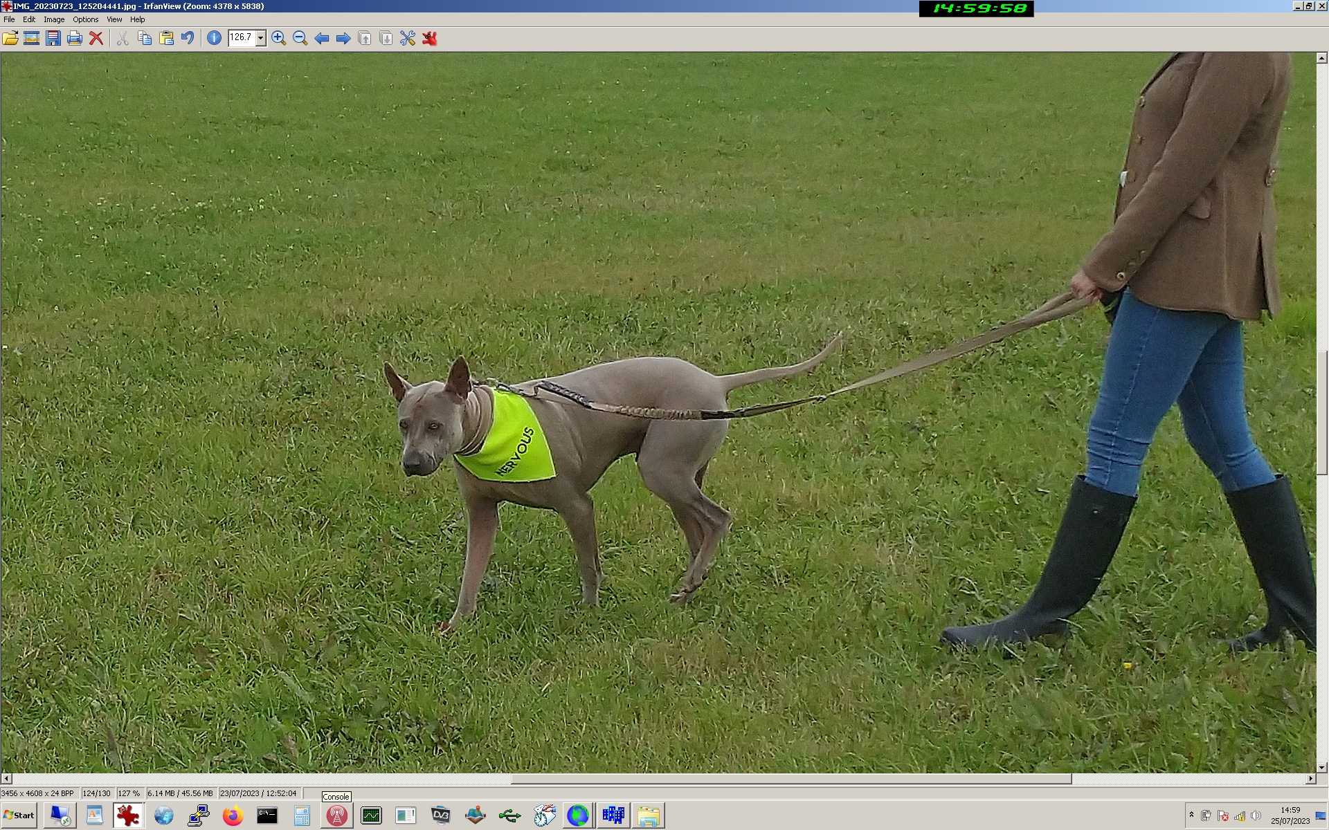 thai-ridgeback.jpg