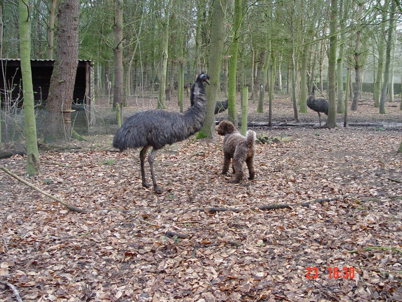 hattie-emus1.jpg