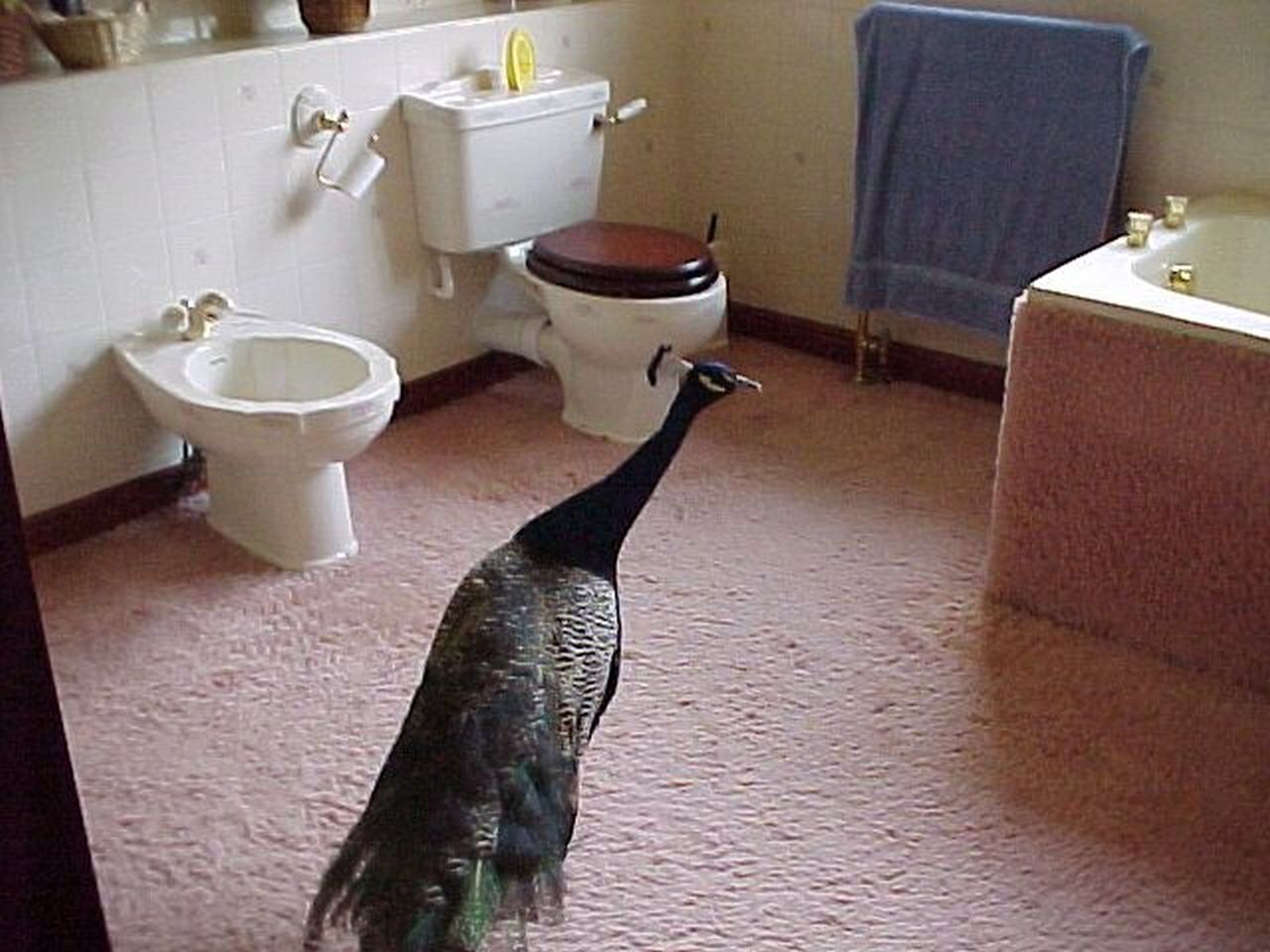 peacock-in-bathroom.jpg