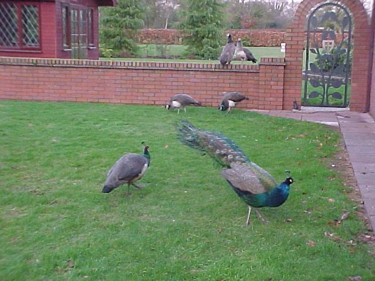 peacocks-outside.jpg