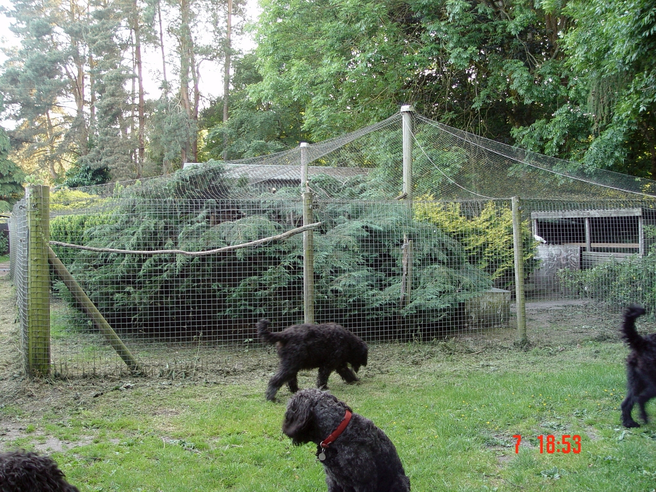 peafowl-aviary2.jpg